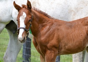 Foal