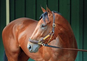 AmericanPharoahAt Barn