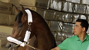 Trainer Simon Callaghan walks Kentucky Derby runner-up Firing Line in the stakes barn at Pimlico Race Course in Baltimore, Wednesday, May 13, 2015. The Preakness Stakes horse race is Saturday, May 16.(AP Photo/Garry Jones)