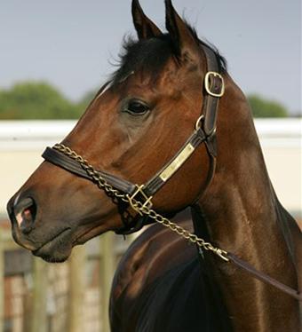 Barbaro-headshot